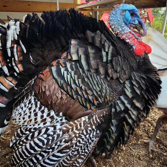 Thanksgiving 2024 Turkey Reservation